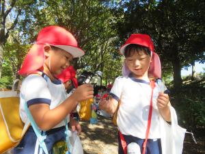 ドングリや落ち葉を拾う様子