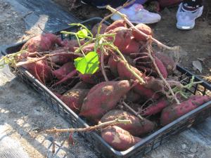 いもほりでとれたさつまいもの写真