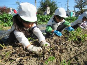 5歳児がいもほりをしているところ