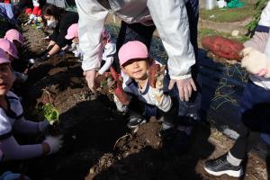 3歳児がいもほりをしているところ