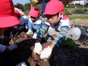 4歳児がいもほりをしているところ