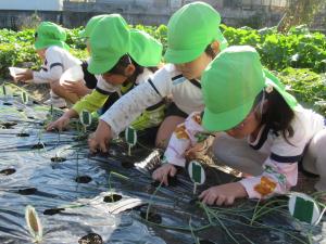 5歳児が玉ねぎの苗を植えているところ