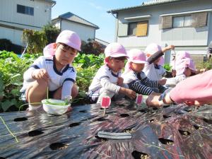 3歳児が玉ねぎの苗を植えているところ