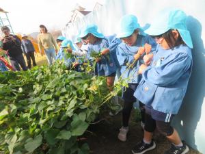 いもほりでツルをひっぱっているところ