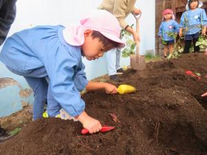 さつまいもを見つけてスコップで砂をかき分けているところ