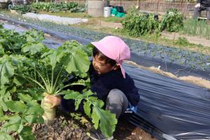 3歳児が大根収穫をしているところ