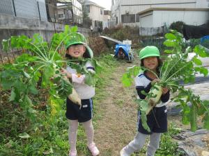 5歳児が大根を収穫したところ