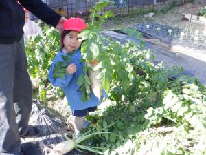 4歳児が大根収穫をしているところ