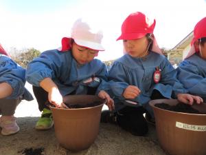 チューリップを植えているところ