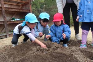 じゃがいもの種芋を植えているところ