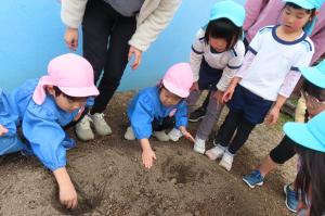 じゃがいもの種芋を植えているところ