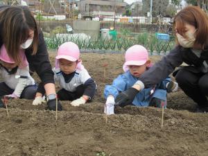 3歳児がじゃがいもの苗を植えているところ