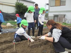 5歳児がじゃがいもの苗を植えているところ