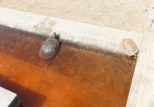 飼育しているカメが冬眠から目覚めたところ