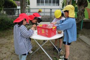 園庭に咲いている花を使って様々な色水を作った写真