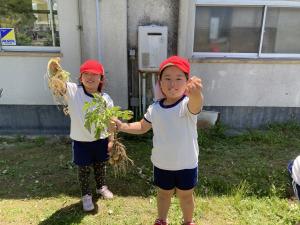 採ったジャガイモを持って笑顔になっている写真