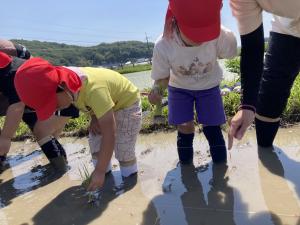 田植え体験をしている子どもの写真