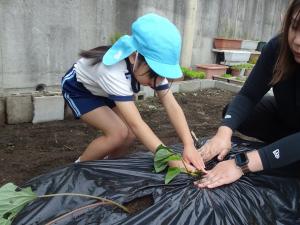 サツマイモの苗植えの写真