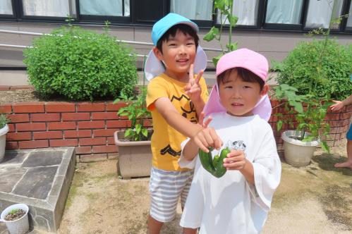 自分で育てた夏野菜を収穫しているところ