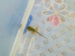 オタマジャクシに足が生えた様子