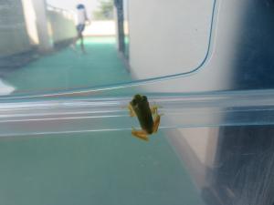 オタマジャクシがカエルになった姿