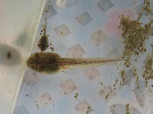 オタマジャクシに後ろ足が生えた姿