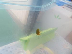 オタマジャクシのしっぽが短くなってカエルらしい姿になってきた様子
