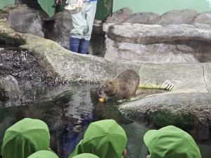 ヌートリアが餌をたべている写真